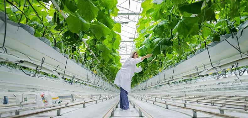 Vertical Farming: The Path to Sustainable and Profitable Food Production